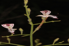 Andrographis paniculata